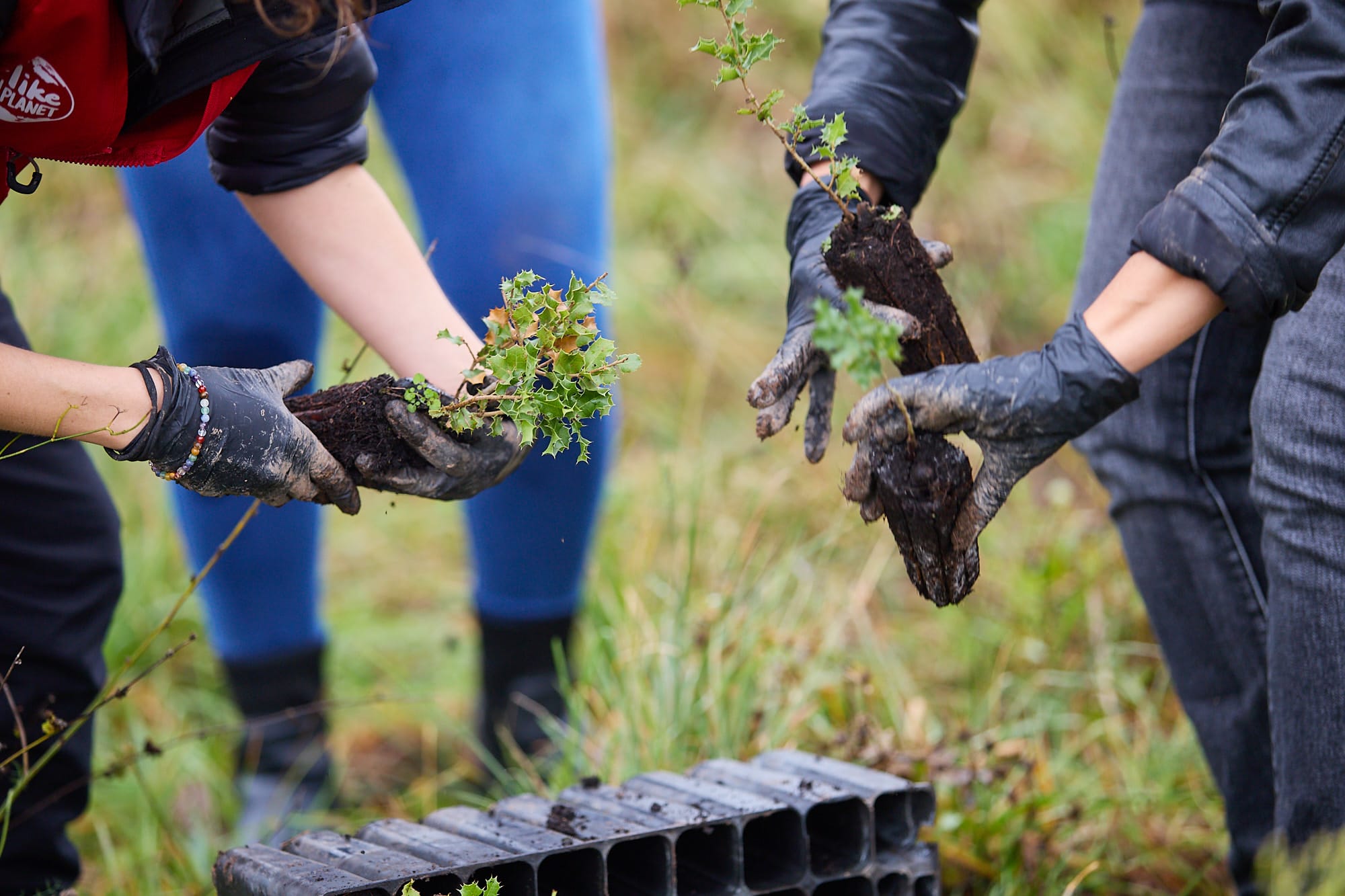Manos de voluntarios plantando en una jornada de reforestación corporativa