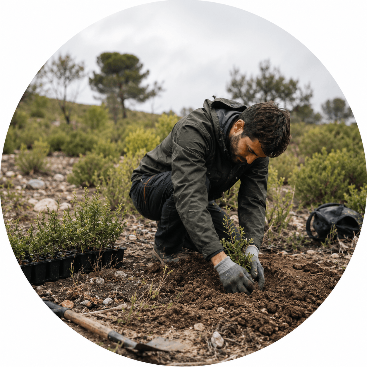 Voluntario plantando un arbolito en una acción de reforestación