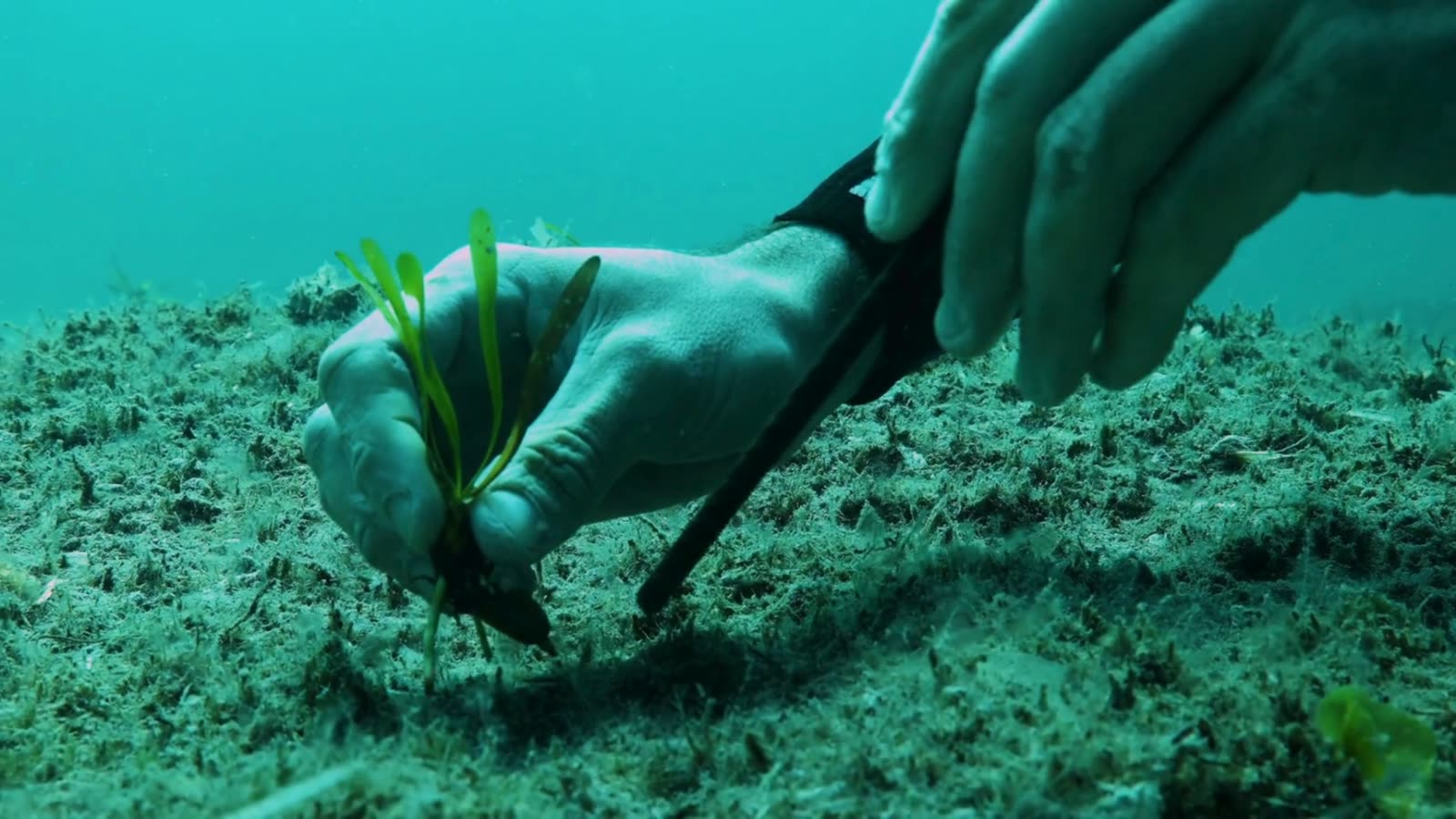 Mano plantando un fragmento de posidonia en la arena del fondo