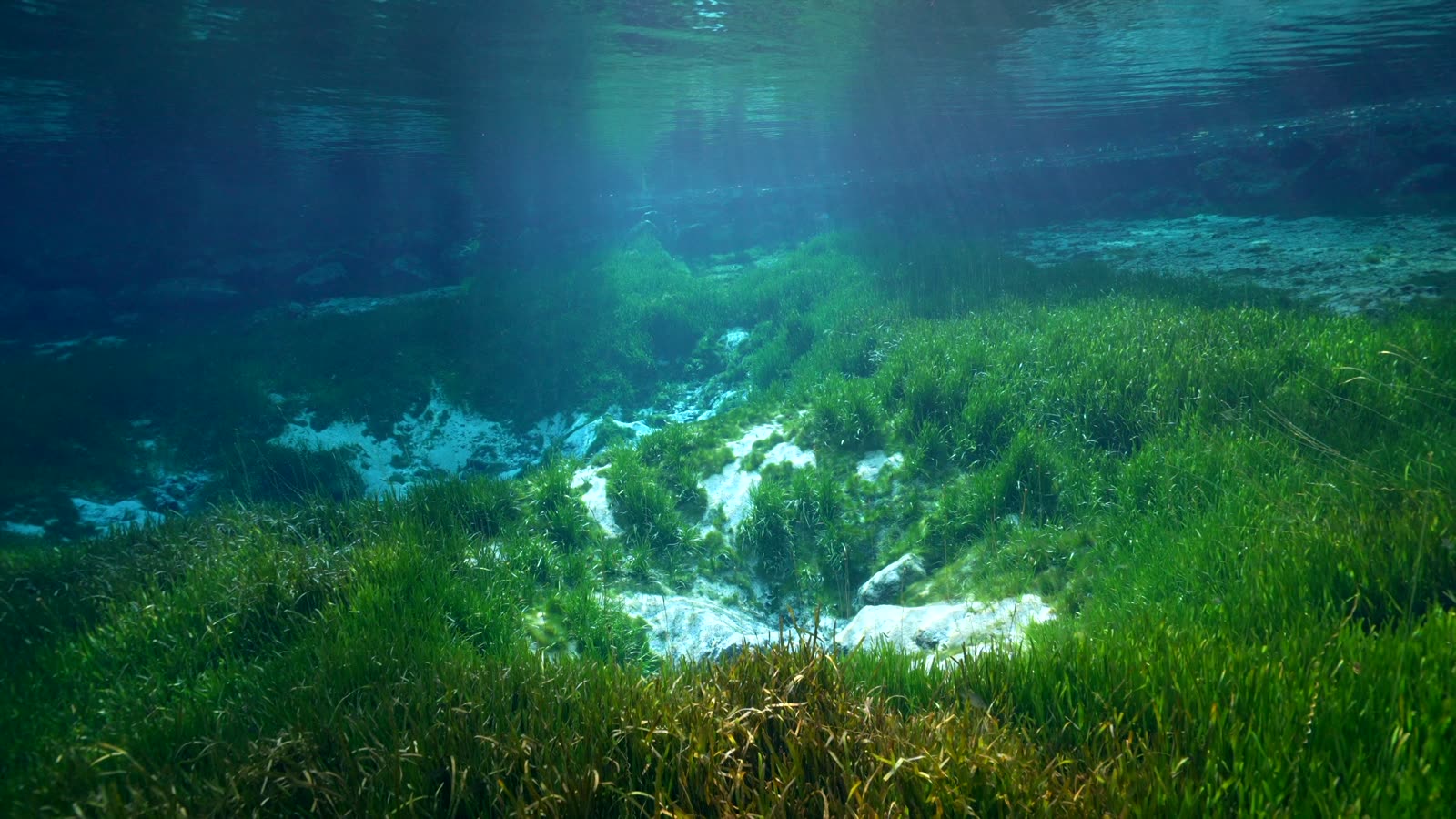 Pradera de posidonia sana bajo el agua, con la luz entrando desde la superficie
