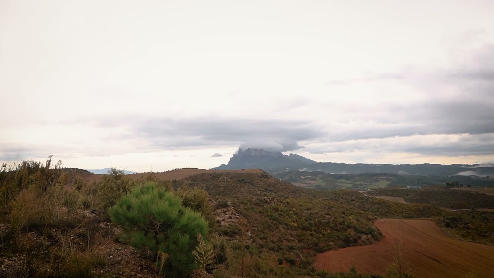 Monte del Bosque Cofidis con un pino joven y Montserrat al fondo