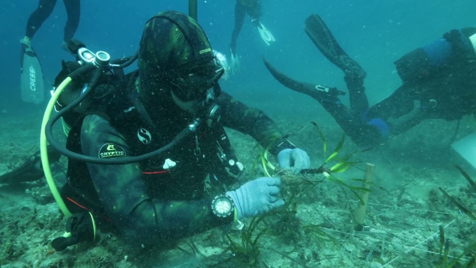 Buceador replantando posidonia en el fondo marino